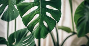 Monstera zwija liście – co zrobić?